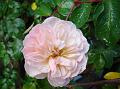 2010-1016-1355_Pink_Rose_11,1C